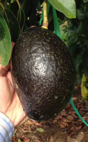 Grafted Avocado Tree 3 Gallon (13 Varieties)