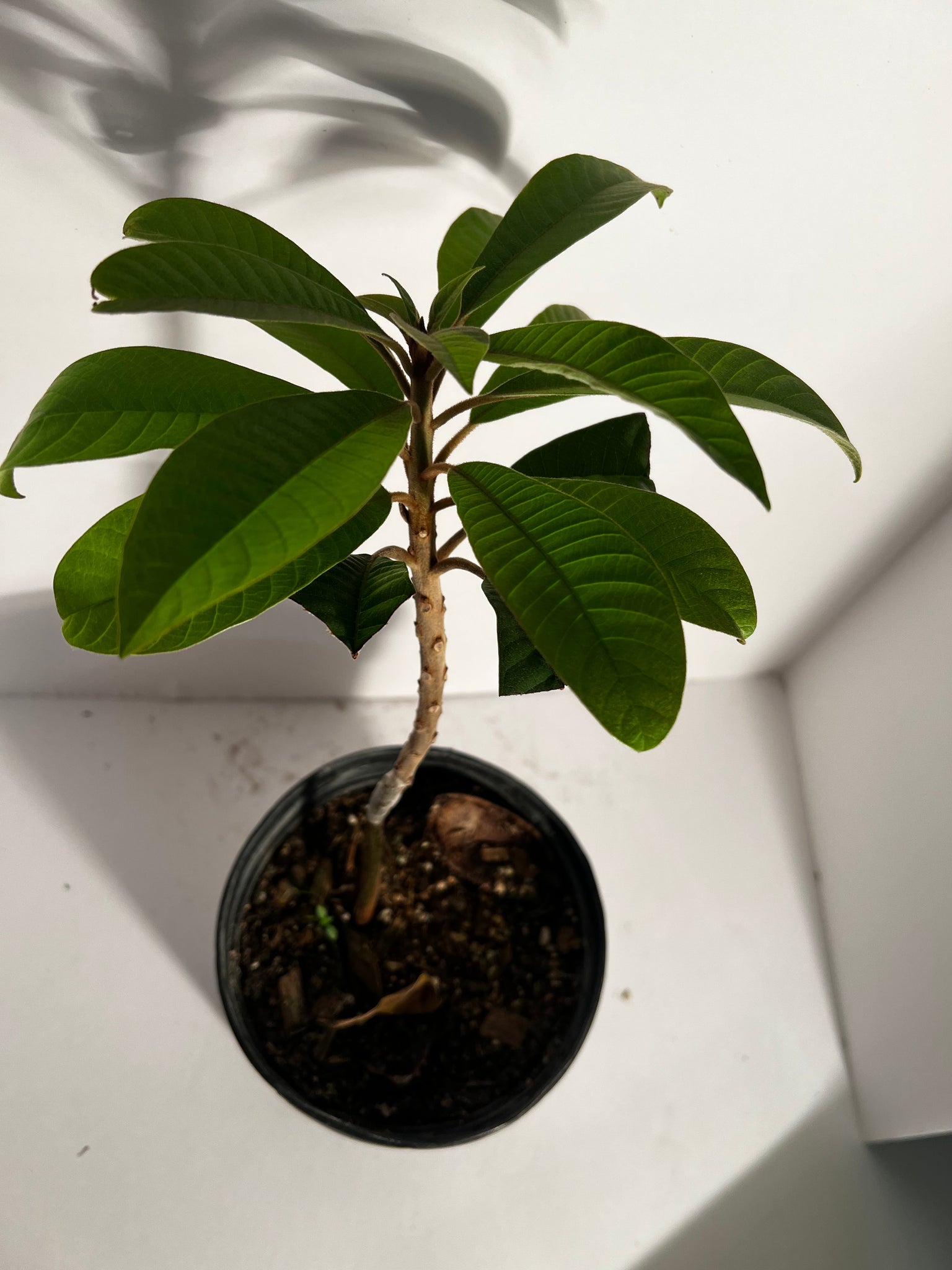 Grafted Green Sapote 1 Gallon