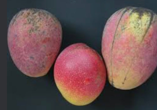 *Grafted MANGO TREE 1 GALLON (70+ VARIETIES WOW!)