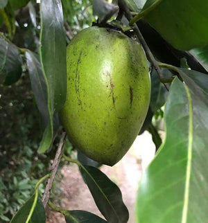 Grafted Black Sapote Tree AKA Chocolate Pudding Fruit 1 Gallon (4 Varieties)