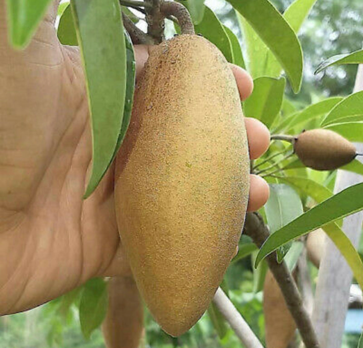 Grafted Sapodilla aka Nispero Tree 1 Gallon (8 Varieties)