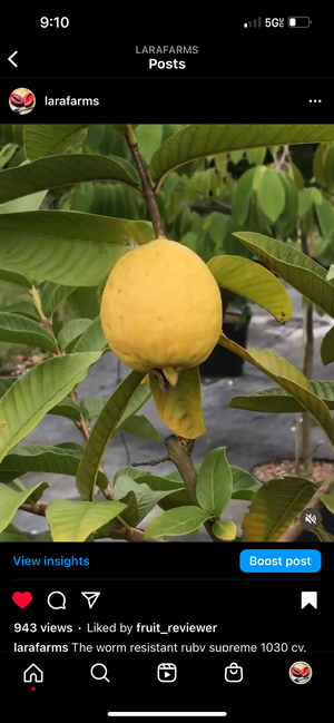 Grafted Guava 1 Gallon Container