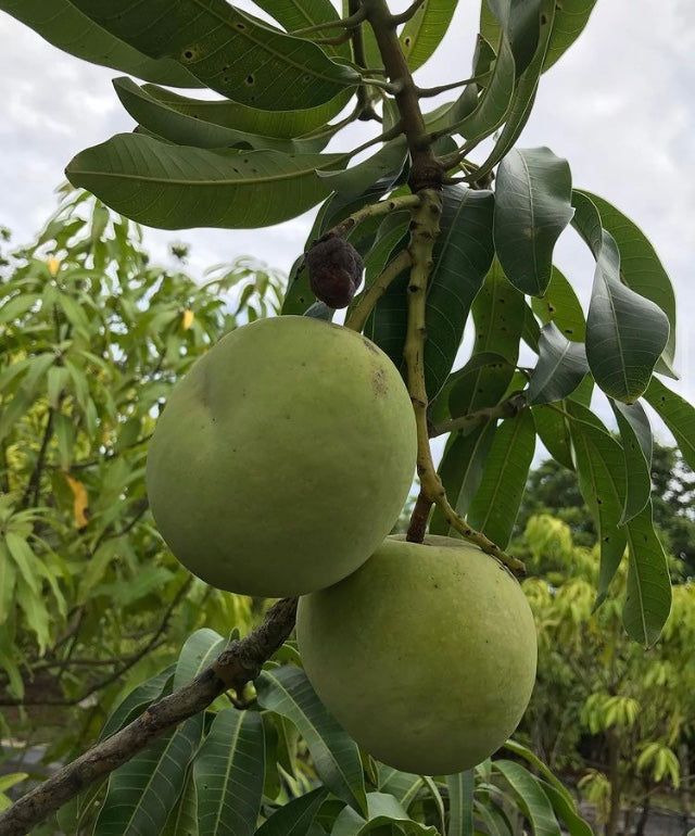 *Grafted MANGO TREE 1 GALLON (70+ VARIETIES WOW!)