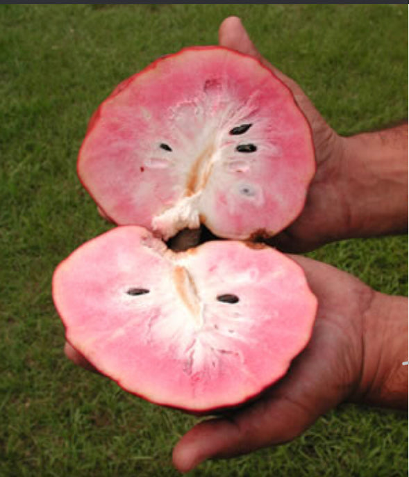 Grafted Anonna reticulata aka Custard Apple tree 1 Gallon (3 Varieties)