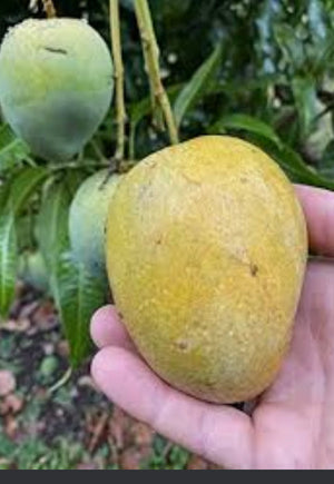 *Grafted MANGO TREE 1 GALLON (70+ VARIETIES WOW!)