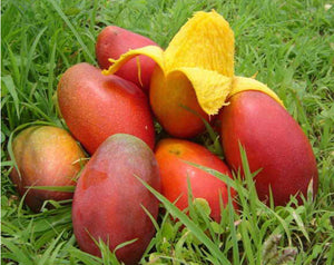 *Grafted MANGO TREE 1 GALLON (70+ VARIETIES WOW!)