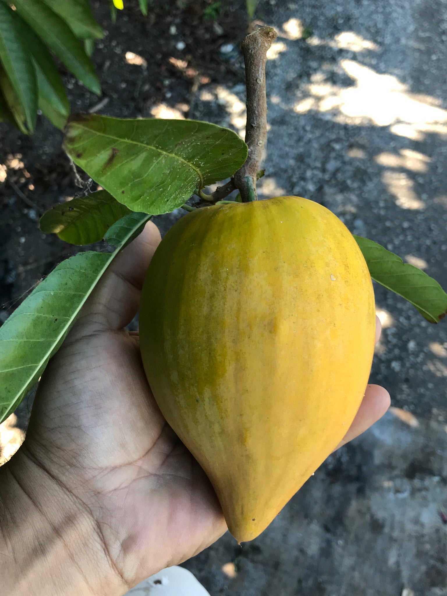 Canistel Fruit BOX 5 lbs (Unfortunately Canistel fruit is on California's do not ship from Florida list)