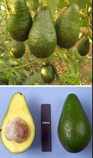 Grafted Avocado Tree 1 gallon (30 varieties!)