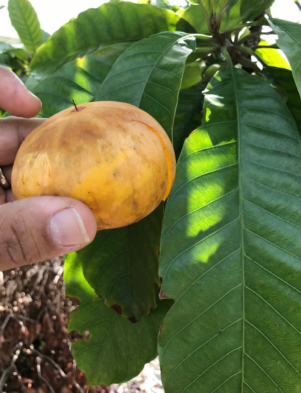 Canistel Fruit BOX 5 lbs (Unfortunately Canistel fruit is on California's do not ship from Florida list)