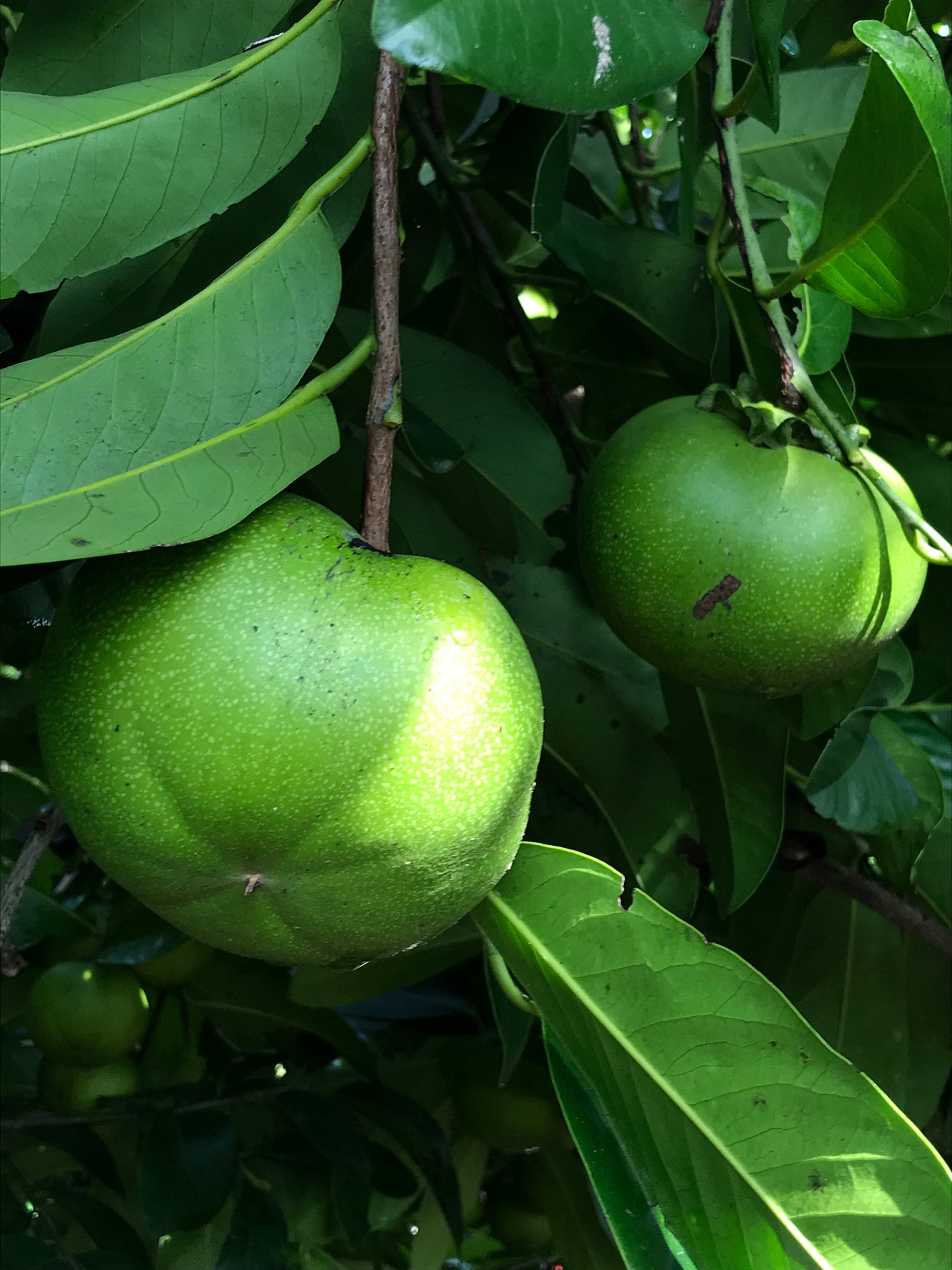 Grafted Black Sapote Tree aka Chocolate Pudding Fruit Tree 3 Gallon Po ...