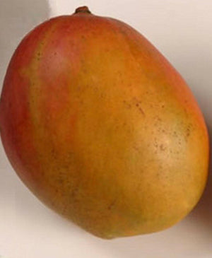 *Grafted MANGO TREE 1 GALLON (70+ VARIETIES WOW!)