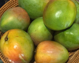 *Grafted MANGO TREE 1 GALLON (70+ VARIETIES WOW!)