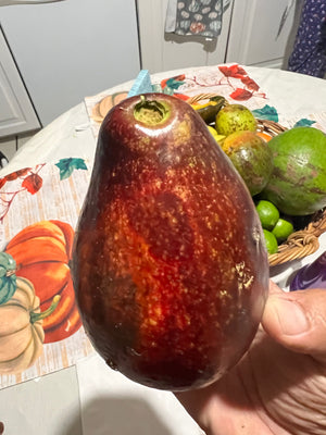 Avocado Fruit from our famous collection (Unfortunately Avocado fruit is on California's do not ship from Florida list)