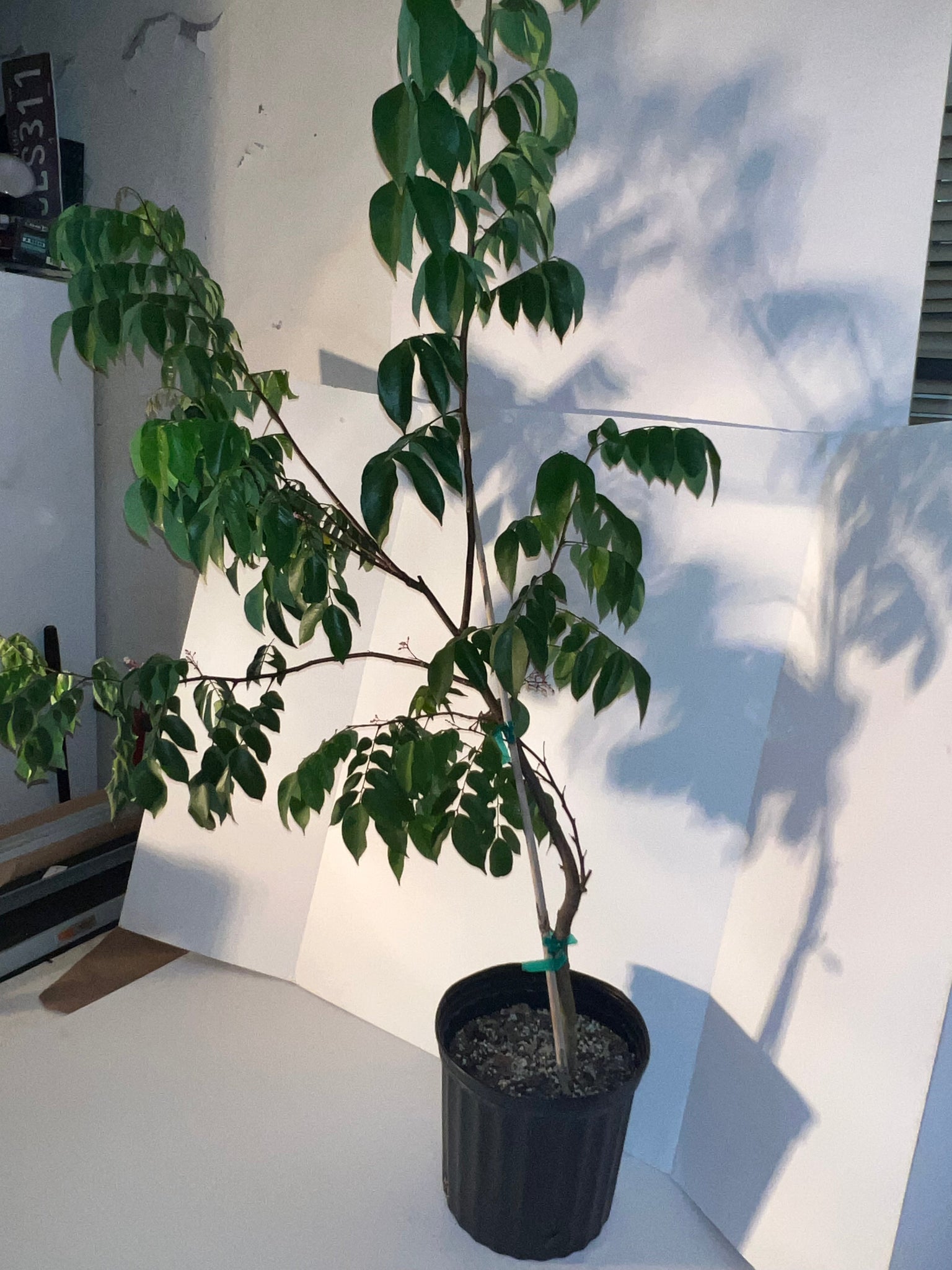 Grafted Carambola Tree 3 Gallon Pot