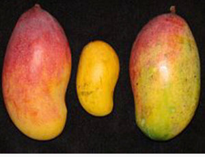 *Grafted MANGO TREE 1 GALLON (70+ VARIETIES WOW!)