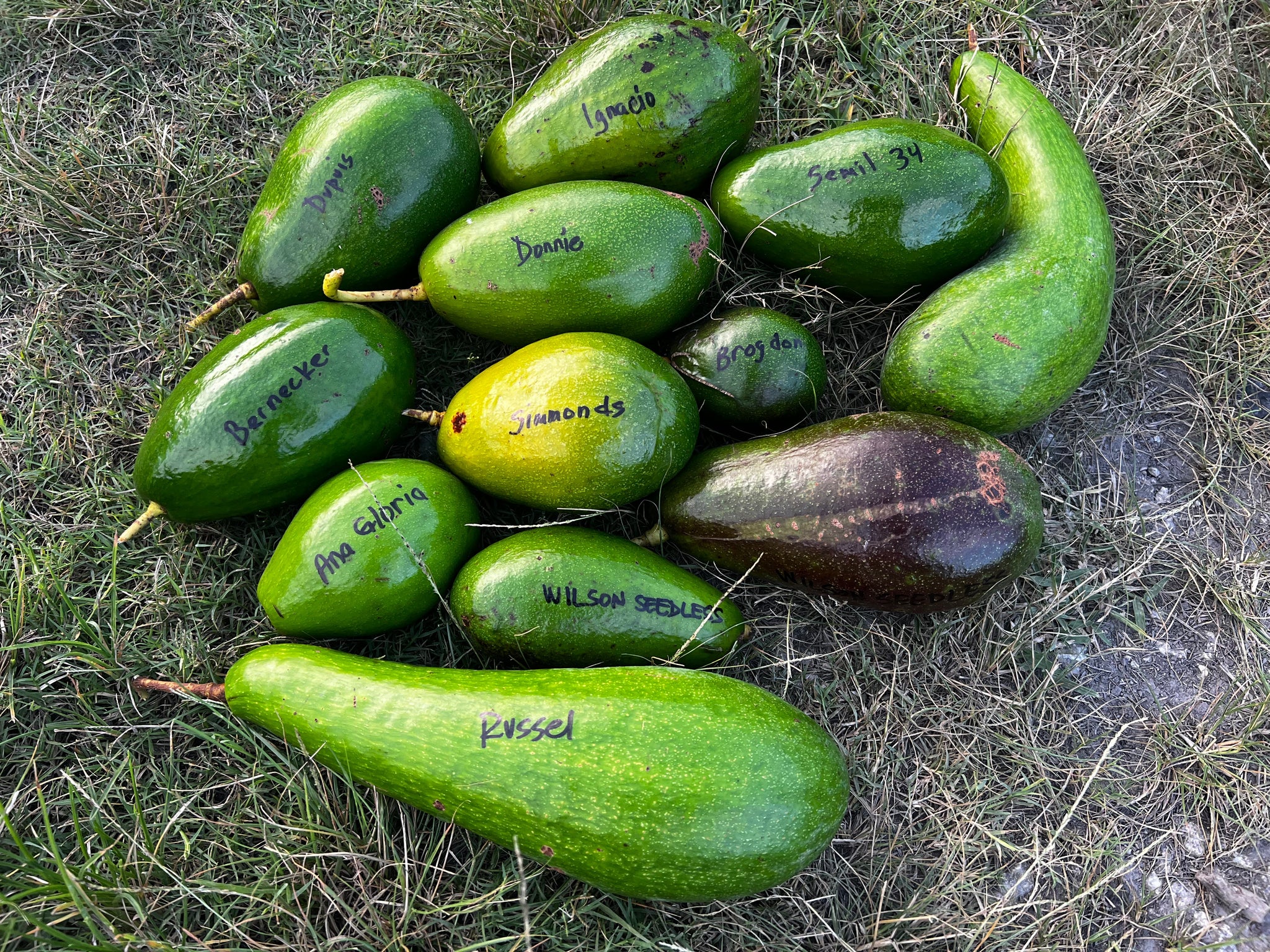 Avocado Fruit from our famous collection (Unfortunately Avocado fruit is on California's do not ship from Florida list)