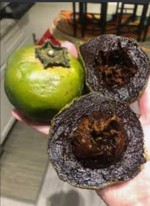 Black Sapote Fruit aka Chocolate Pudding Fruit 5 lbs Box (Unfortunately Black Sapote Fruit is on California's do not ship from Florida list)