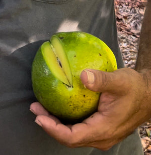 Grafted Avocado Tree 1 gallon (30 varieties!)