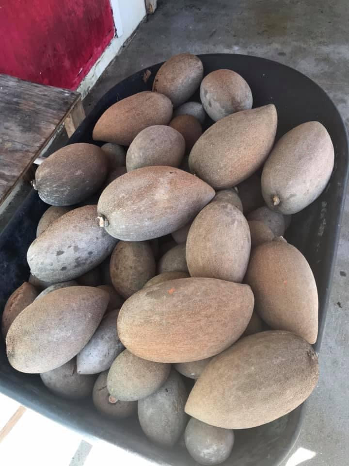 Grafted Mamey Sapote 1 Gallon