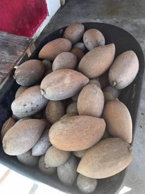 Grafted Mamey Sapote 1 Gallon