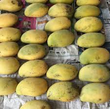 *Grafted MANGO TREE 1 GALLON (70+ VARIETIES WOW!)