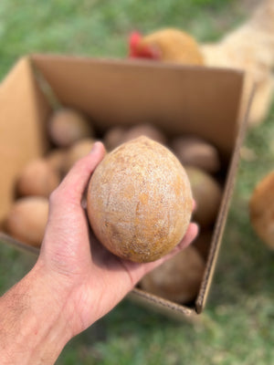 Sapodilla