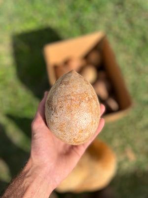 Sapodilla