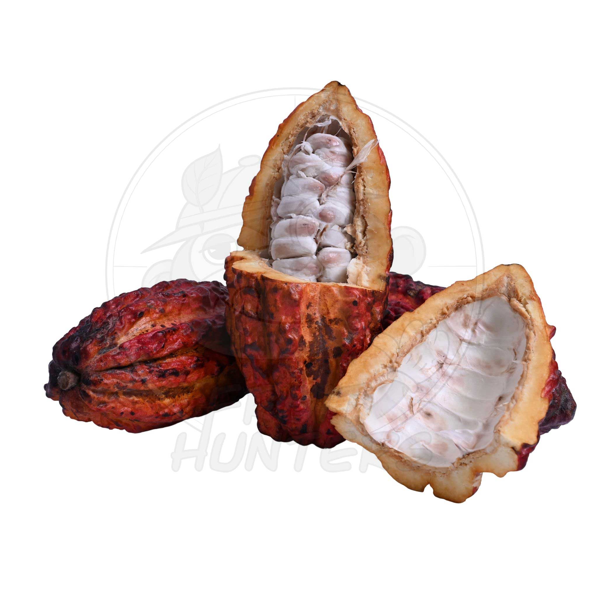 fresh cacao seeds for planting wet cocoa seeds PREORDER* Fresh Cacao (Chocolate) – Fruit Hunters