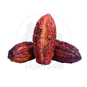 Fresh Cacao (Chocolate)