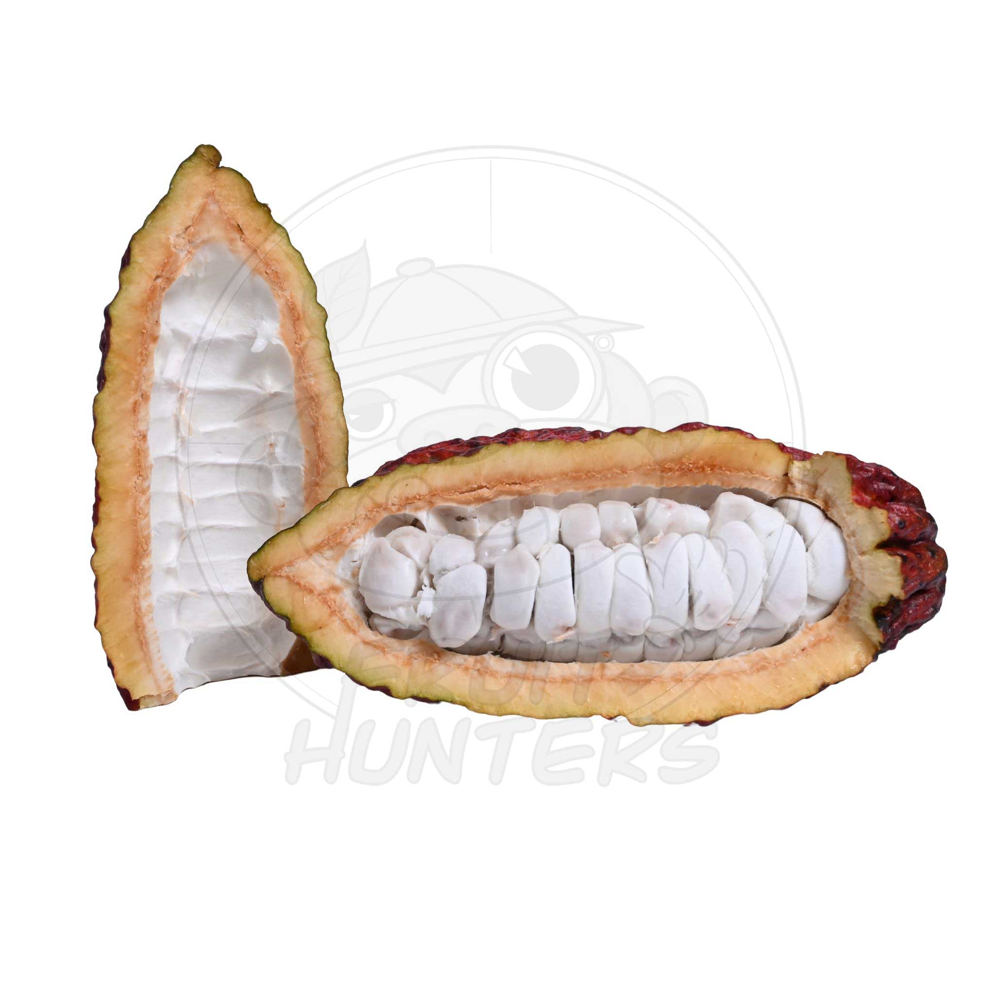 cocoa plant seeds for sale PREORDER* Fresh Cacao (Chocolate)