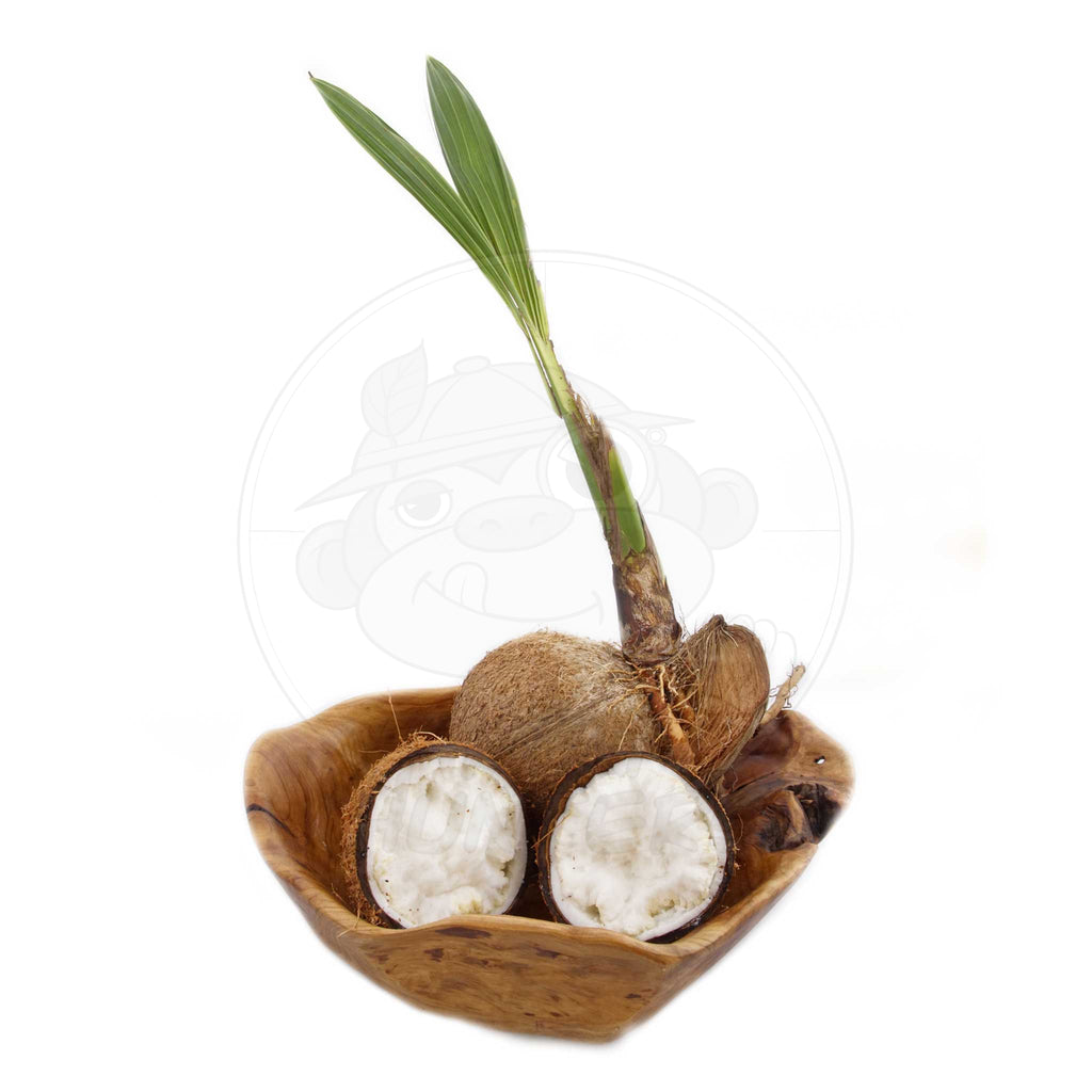 Sprouted Coconuts