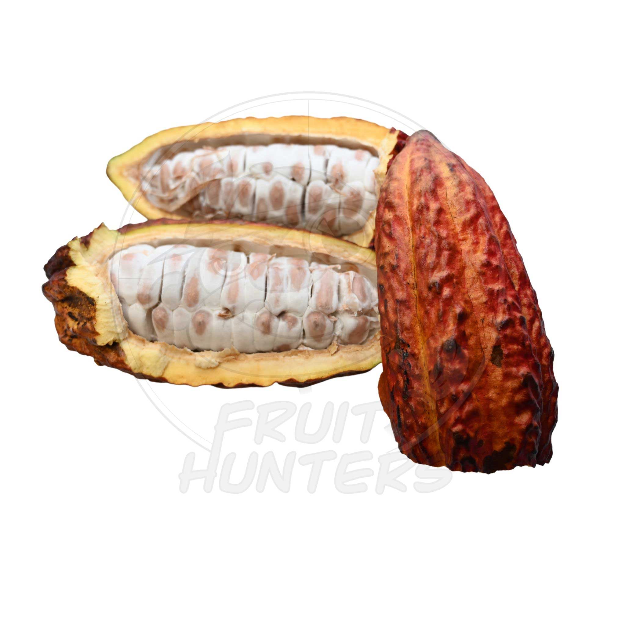 cocoa plant seeds for sale PREORDER* Fresh Cacao (Chocolate) – Fruit Hunters