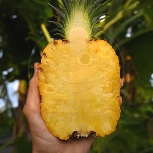 Pre-Order Pineapple