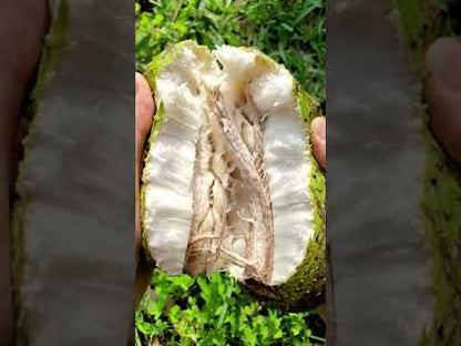PREORDER Soursop