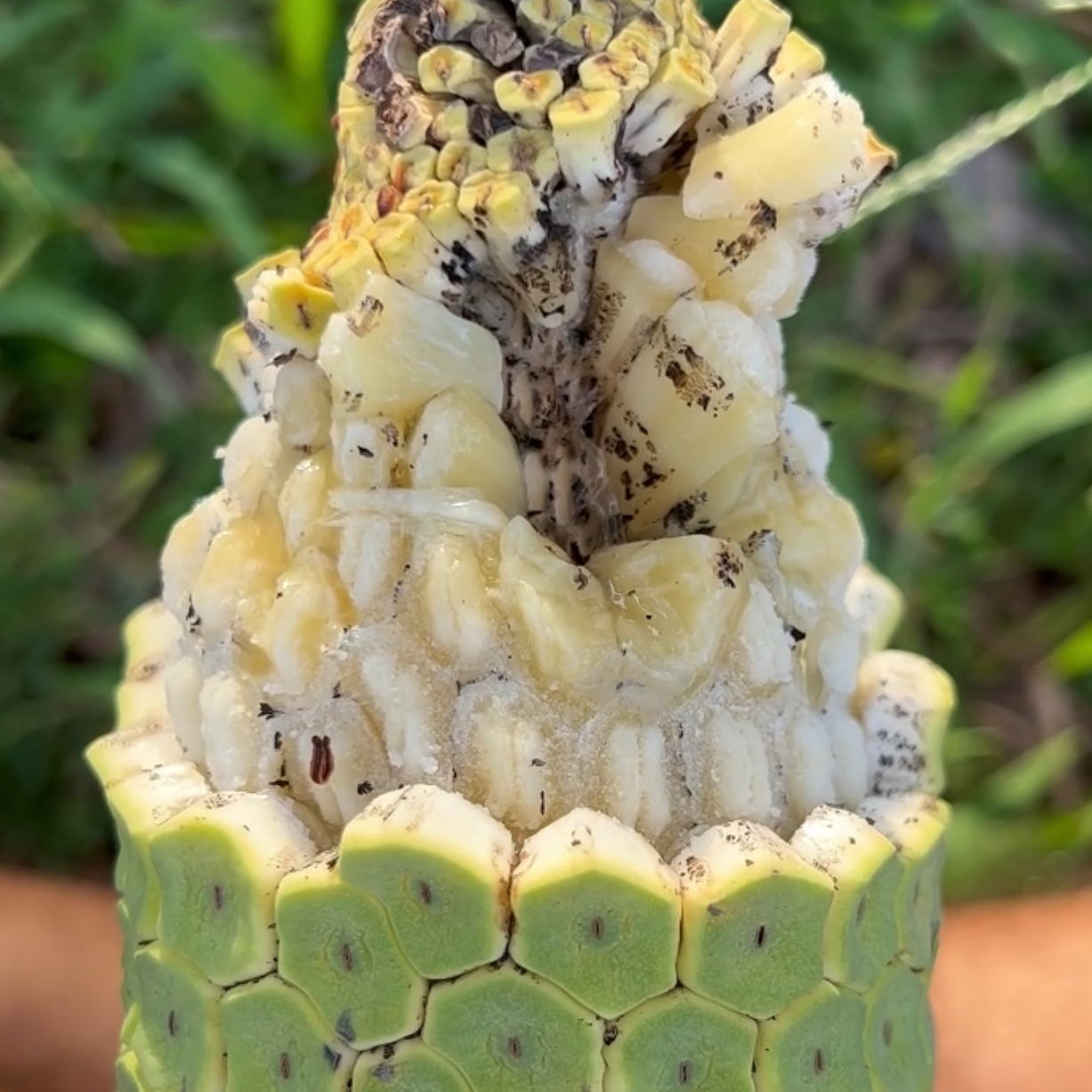 Monstera Deliciosa Fruit Hunters Monstera Deliciosa Fruit Hunters