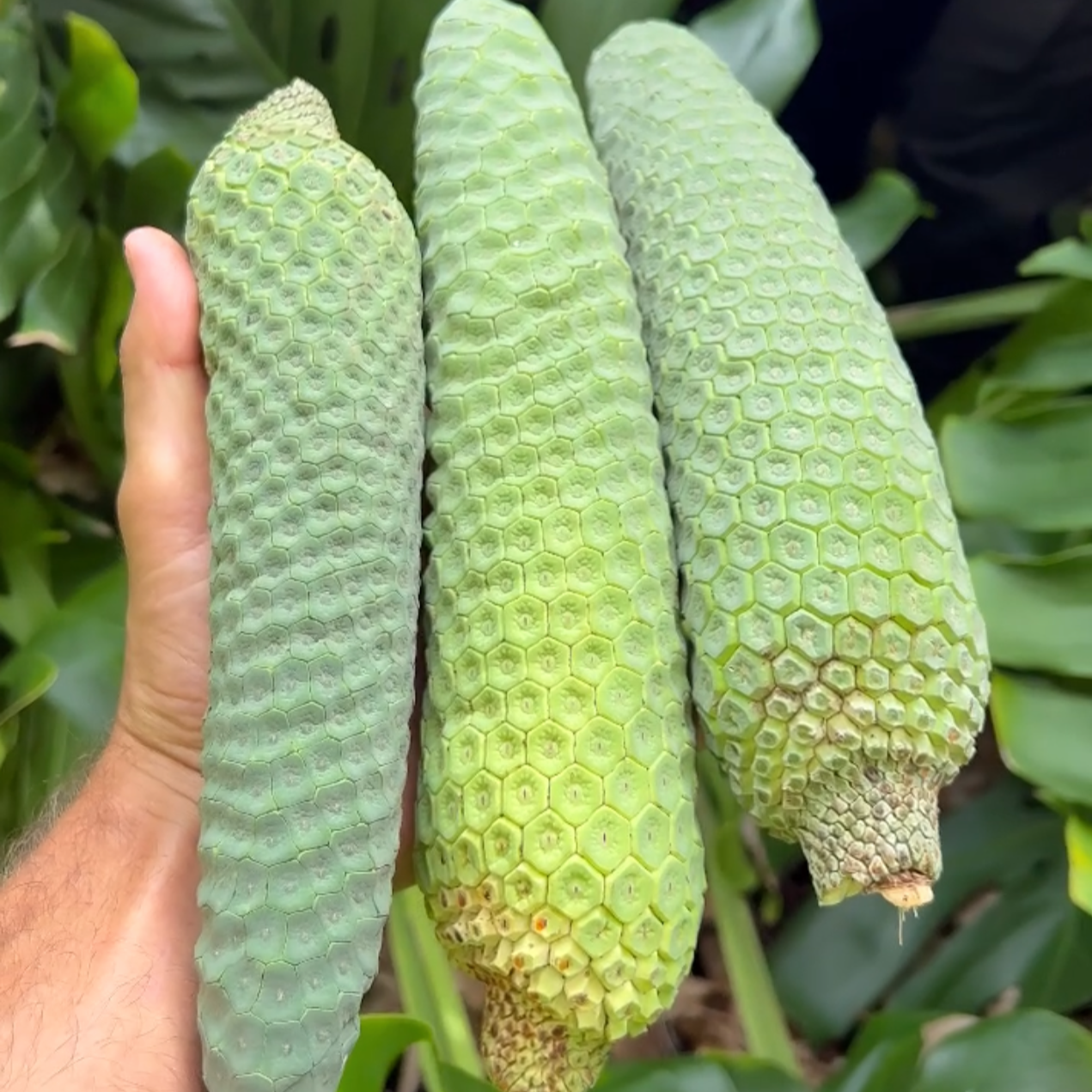 Monstera Deliciosa Fruit: 5 Things to Know About Eating It