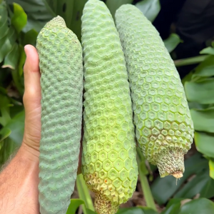 PRE - ORDER Monstera Deliciosa