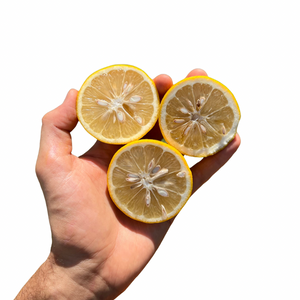PRE-ORDER Sour Orange
