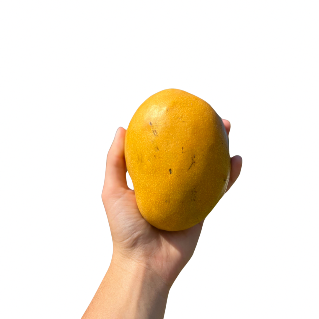 PRE-ORDER Mingolo Mango