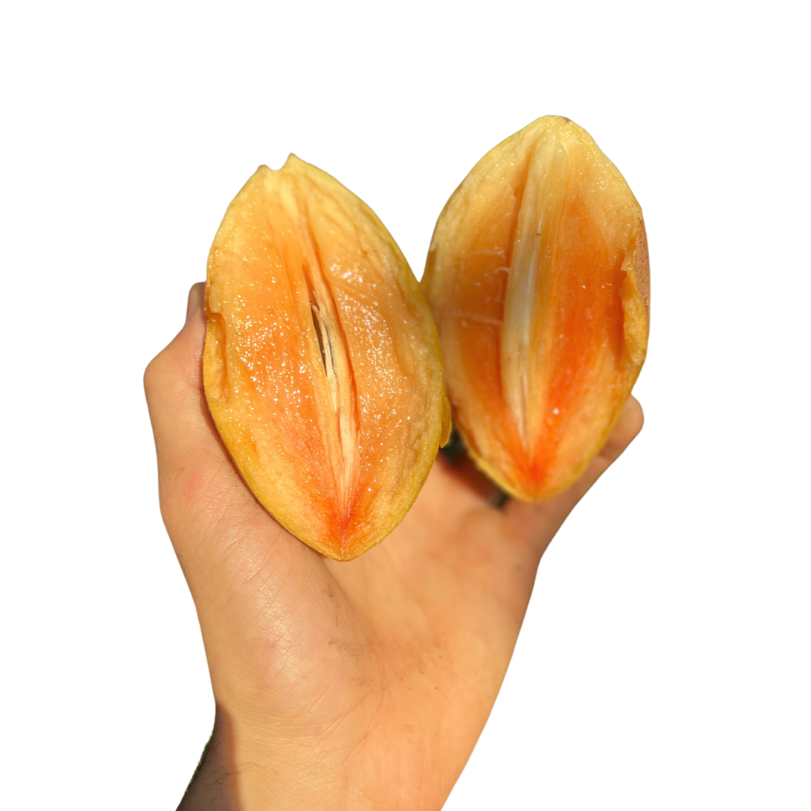 Sapodilla