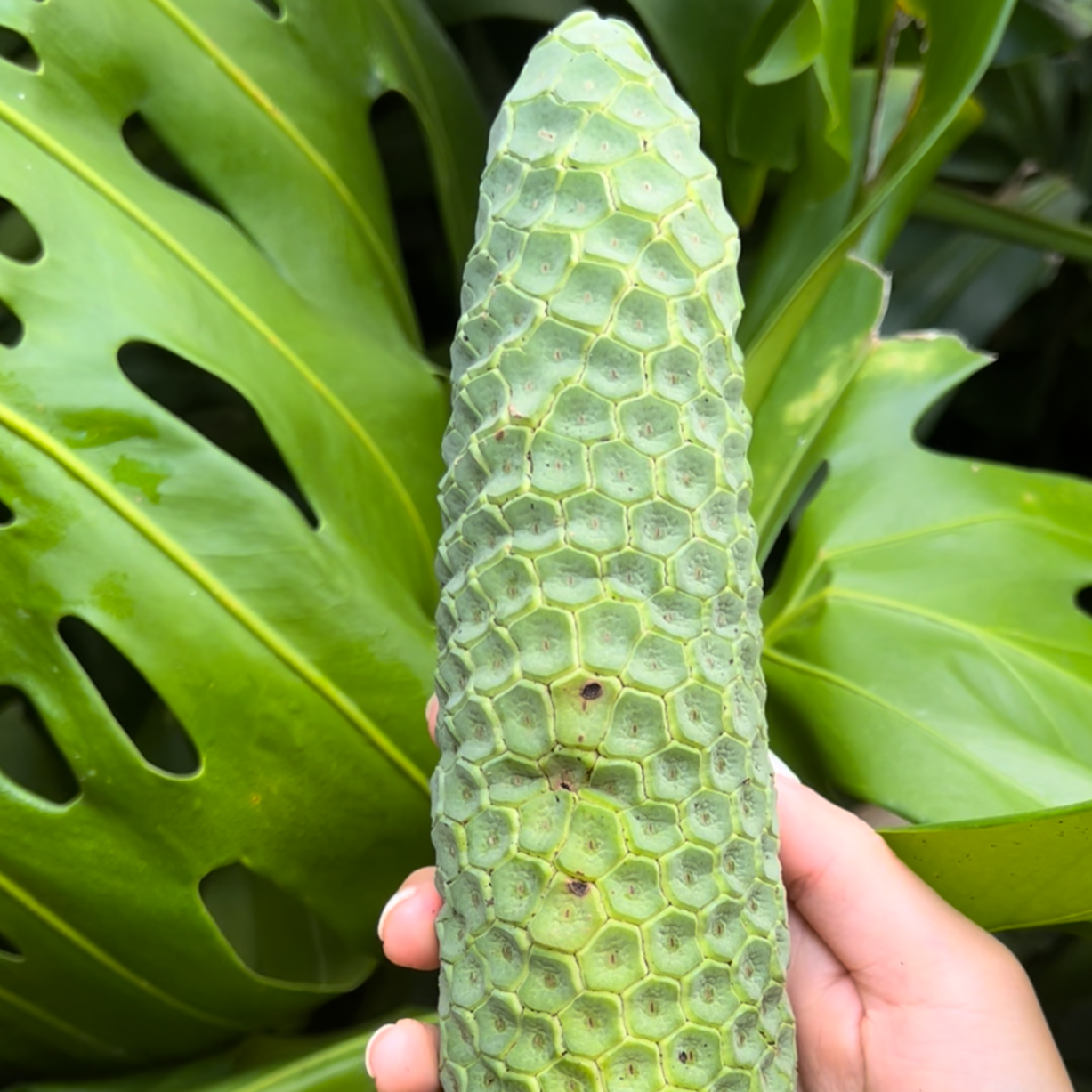 Swiss Cheese Plant Fruit Swiss Cheese Plant Fruit