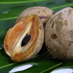 Sapodilla